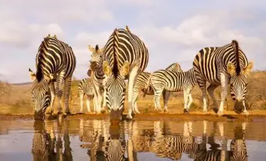 Zebras taking water