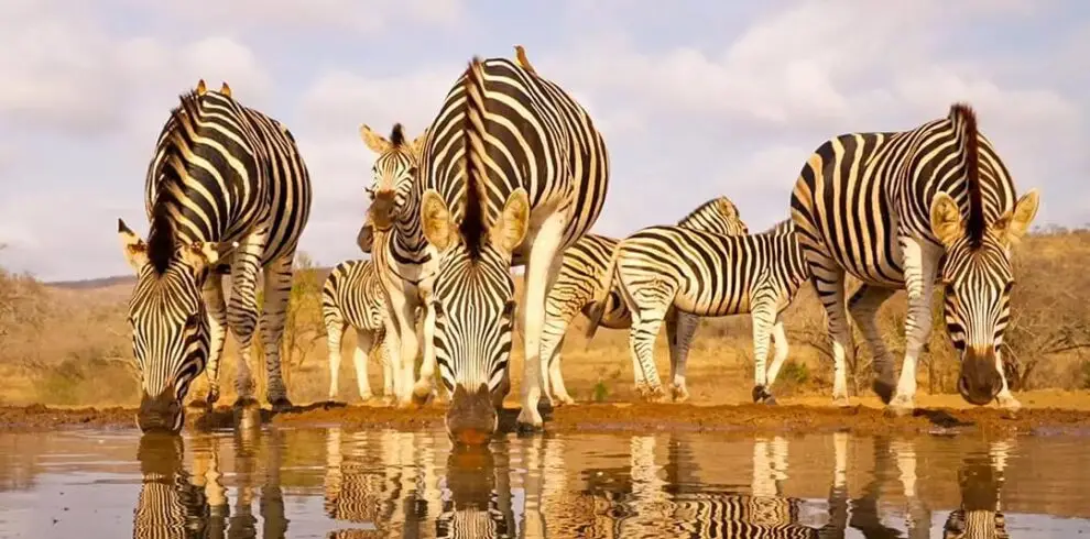Zebras taking water