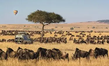 maasai mara game drive