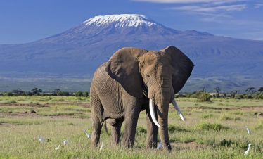 5-DAYS AMBOSELI, TSAVO WEST & TSAVO EAST SAFARI FROM MOMBASA