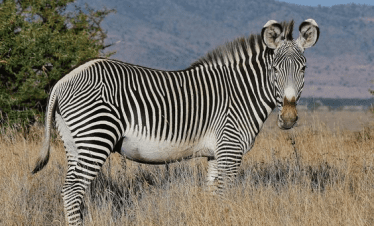 3-DAY TSAVO WEST SAFARI FROM NAIROBI OR MOMBASA