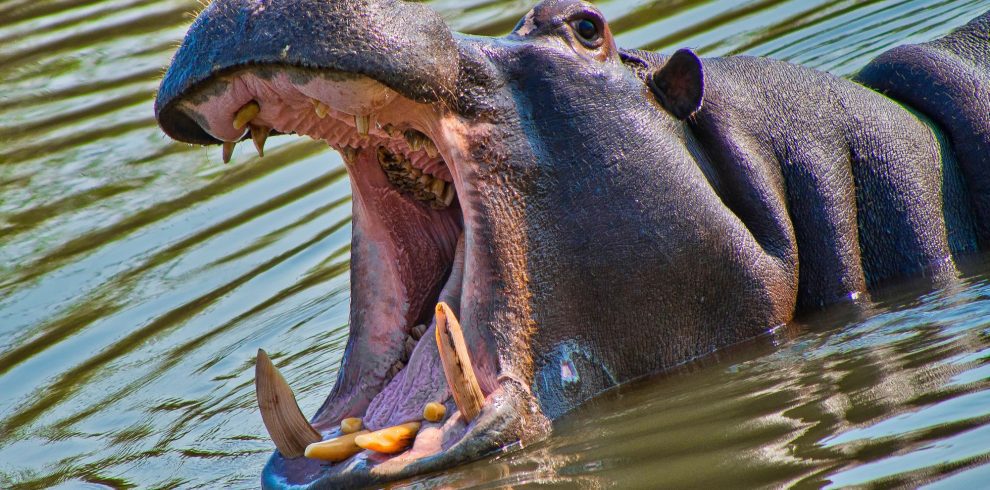 Hippopotamus 1 | Triptick Travels