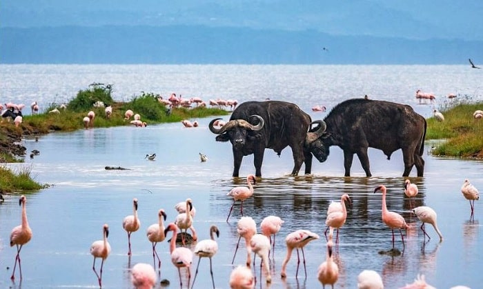 Lake Nakuru National Park 2 2 | Triptick Travels