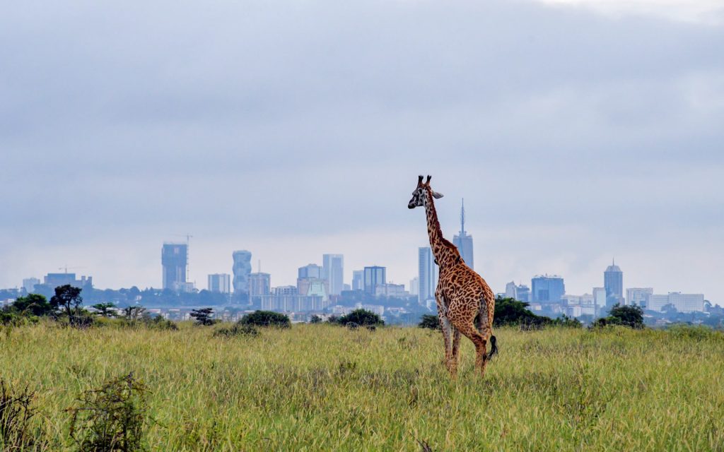 Trip Search Result 23 nairobi national park banner | Triptick Travels