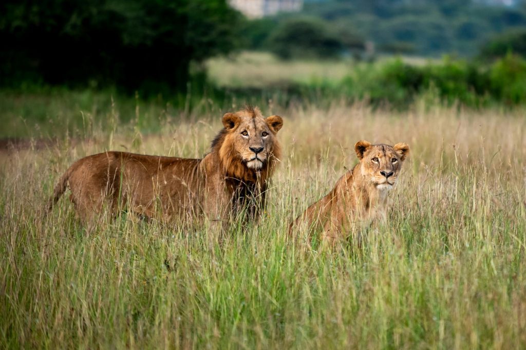 Trip Search Result 24 pexels collines omondi 3541983 26744674 | Triptick Travels