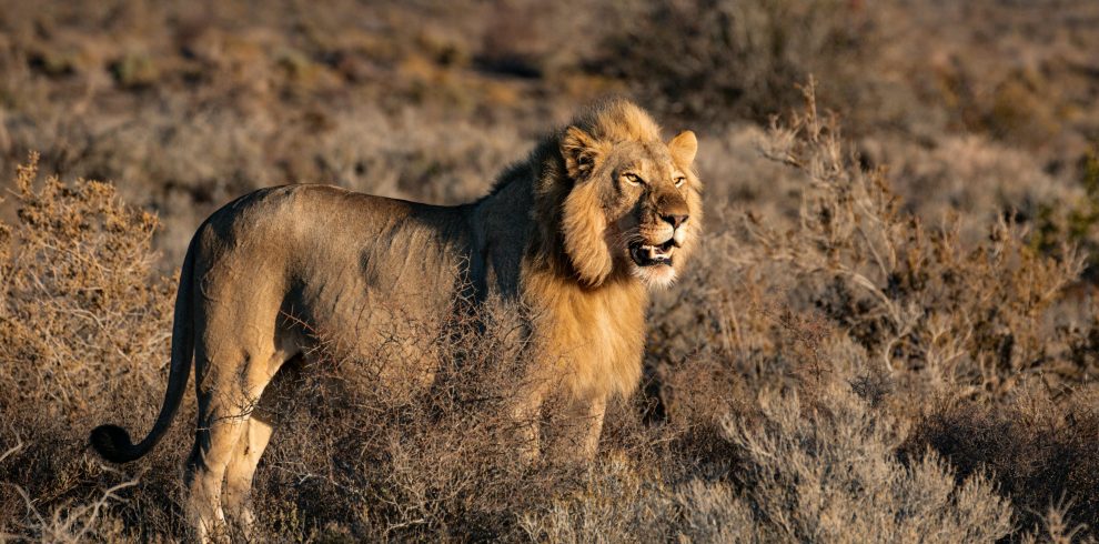 pexels elena blessing 355784 2674052 1 | Triptick Travels