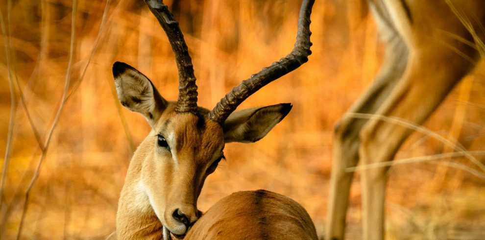 pexels hsapir 1109896 1 | Triptick Travels