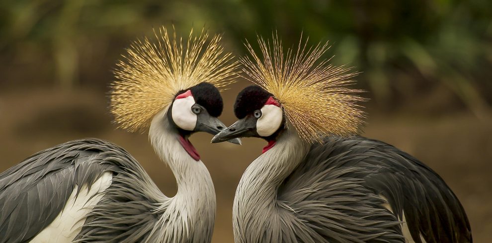 pexels pixabay 45853 | Triptick Travels