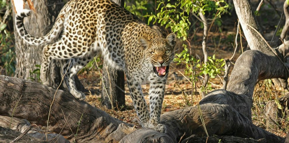 pexels pixabay 46790 | Triptick Travels