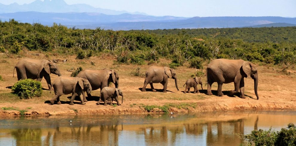 pexels pixabay 59989 | Triptick Travels