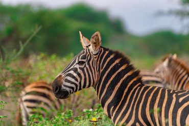 Triptick Travels. A pride of lions.