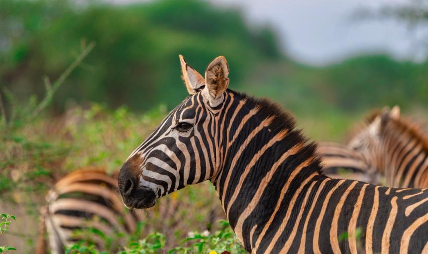 Your Complete Guide to Visiting Kenya: What Every Traveler Should Know