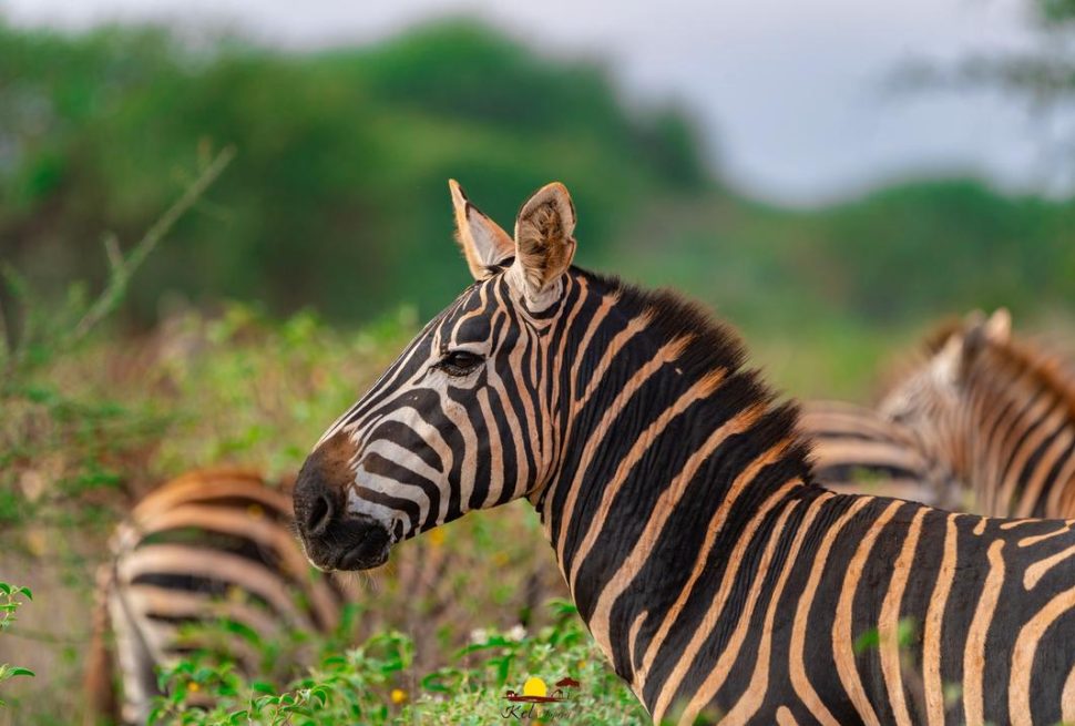 Triptick Travels. A pride of lions.