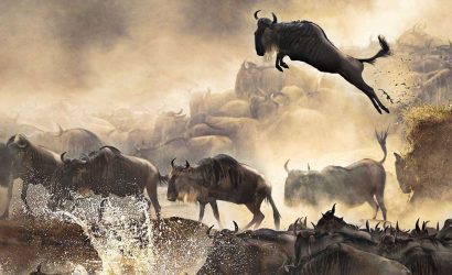 wildebeests migration safari 1920x864 5 | Triptick Travels