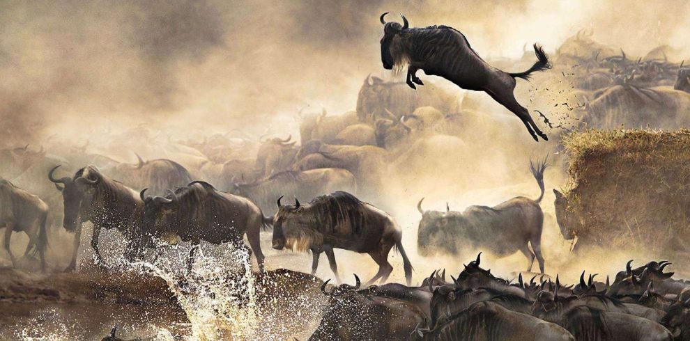 wildebeests migration safari 1920x864 5 | Triptick Travels