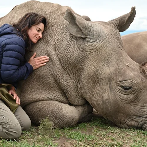 3-DAY OL PEJETA CONSERVANCY SAFARI FROM NAIROBI