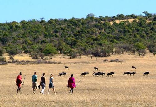 3 Days Ol Kinyei Conservancy Private Safari