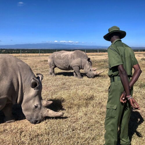 7-DAY SAMBURU, OL PEJETA & MERU NATIONAL PARK SAFARI FROM NAIROBI