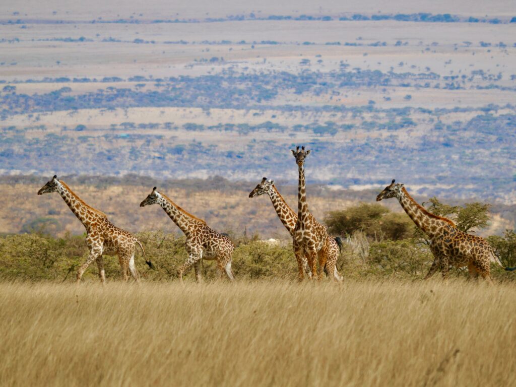 pexels dirk pothen 2149332904 30629530 | Triptick Travels