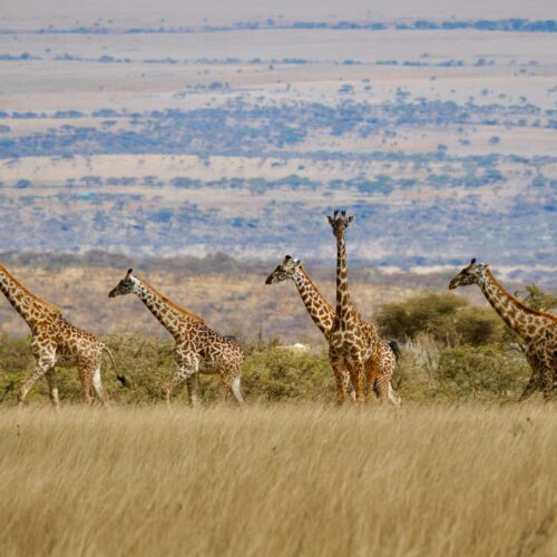 5 DAY TARANGIRE & SERENGETI SAFARI