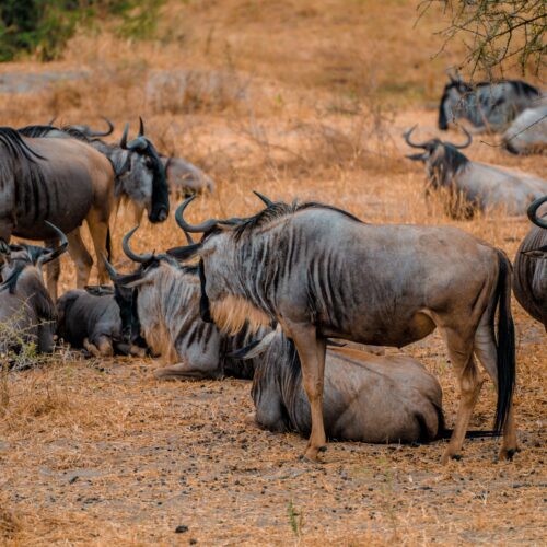 4-DAY SERENGETI & NGORONGORO SAFARI