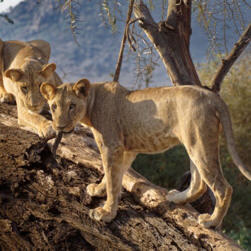 9 DAY TARANGIRE, SERENGETI, NGORONGORO, MANYARA & ZANZIBAR SAFARI