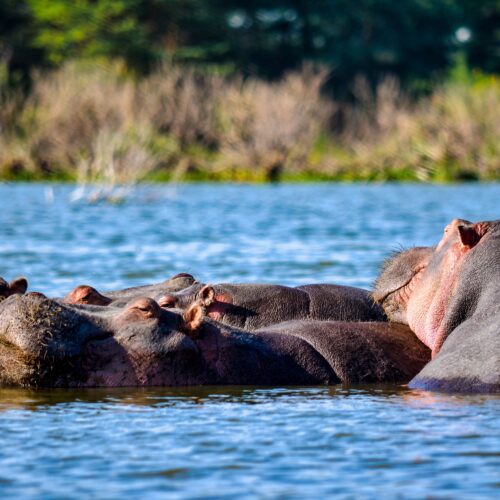 3-DAY LAKE NAKURU & LAKE NAIVASHA SAFARI FROM NAIROBI