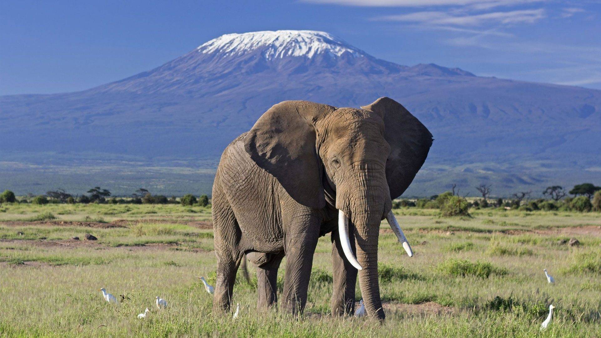 Amboseli National Park | Triptick Travels