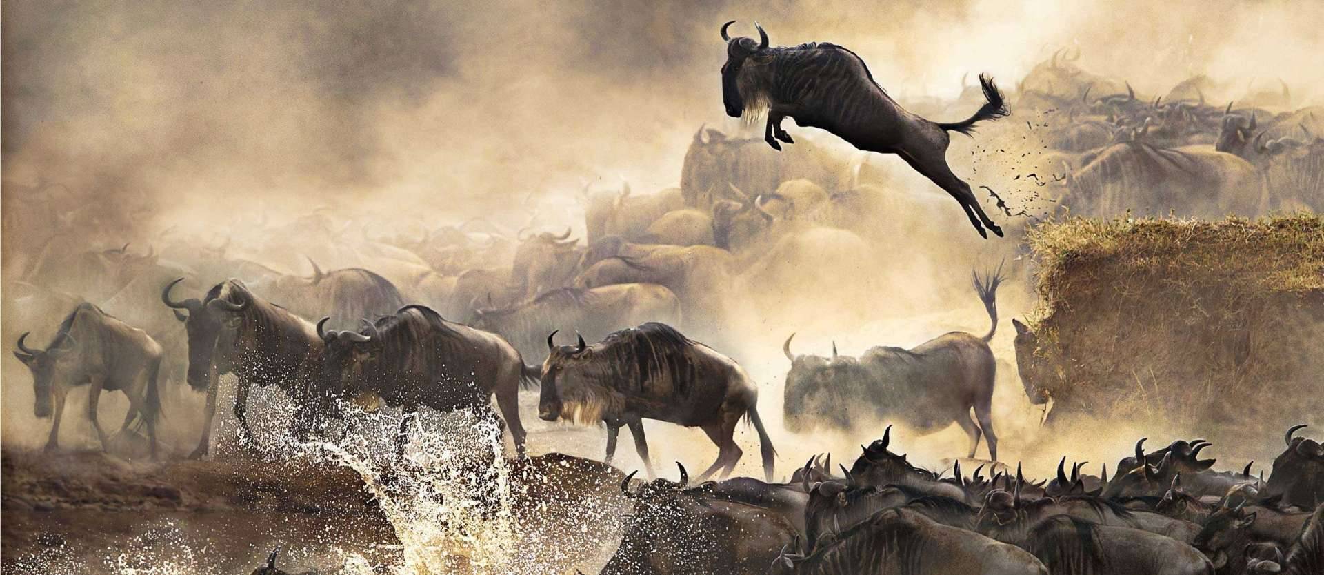 wildebeests migration safari 1920x864 5 | Triptick Travels